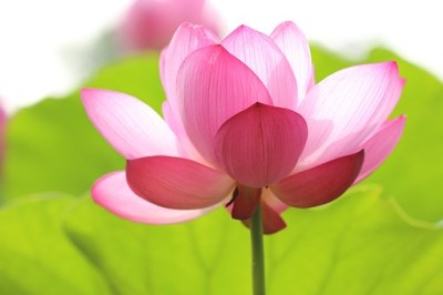 23+ Amazing Benefits Of Lotus For Skin, Hair, And Health
