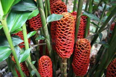 15 reasons why you should use ginger